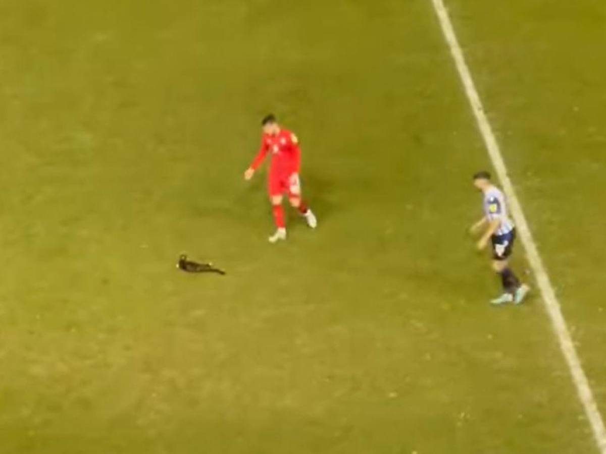 VIDEO: Gato escurridizo se roba la atención en partido del fútbol inglés