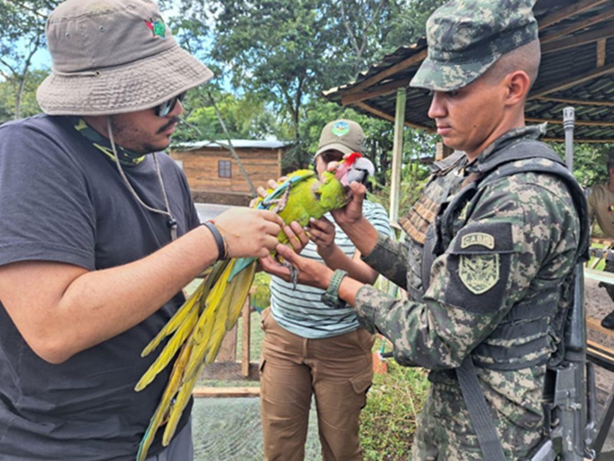 Animales silvestres decomisados en la capital vienen del sur y Olancho