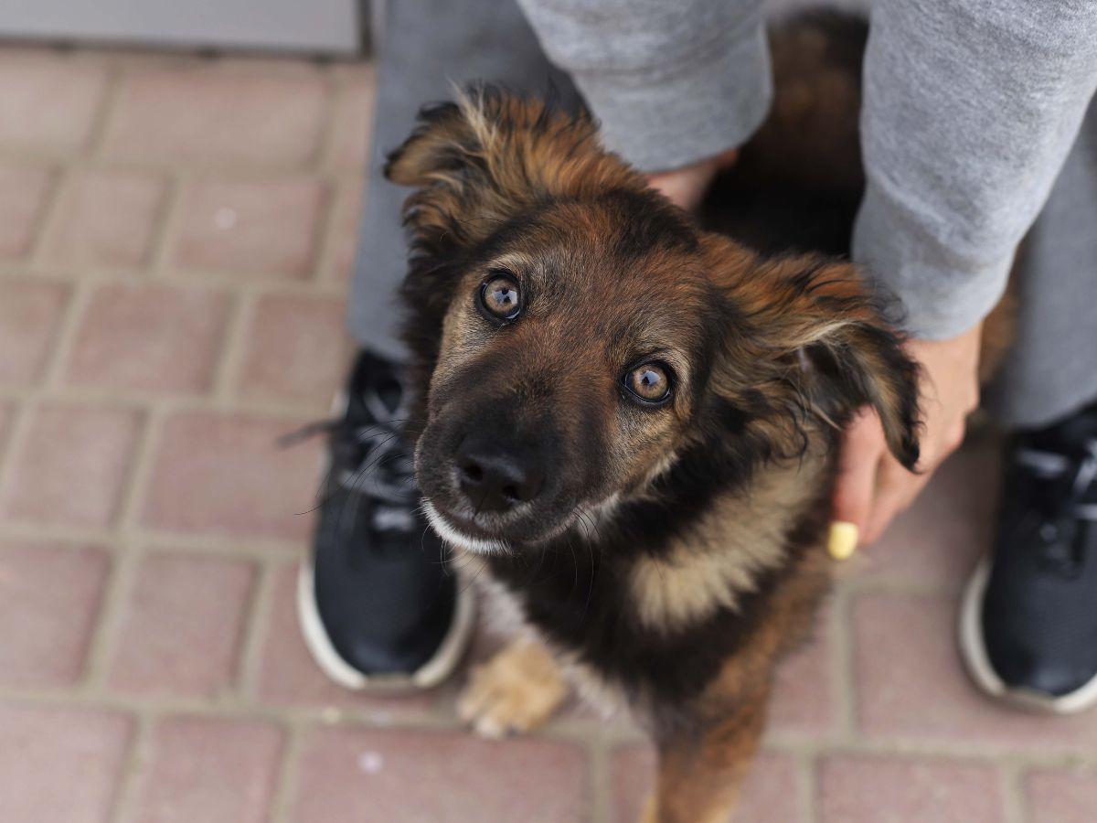 ¿Qué hacer al rescatar a un perro perdido o abandonado?