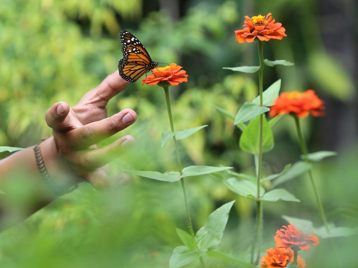 El jardín tiene diversas especies de plantas sembradas específicamente para apoyar a los polinizadores.