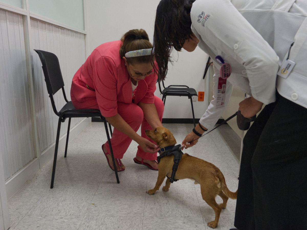 Los perros fueron de gran ayuda en los hospitales durante la pandemia del covid-19.