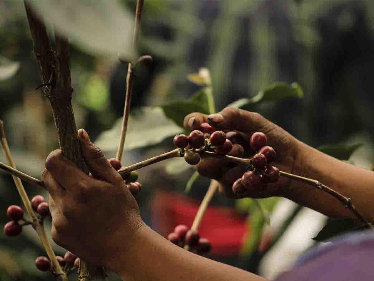 Cosecha del café: Un vistazo a los retos y compromisos laborales