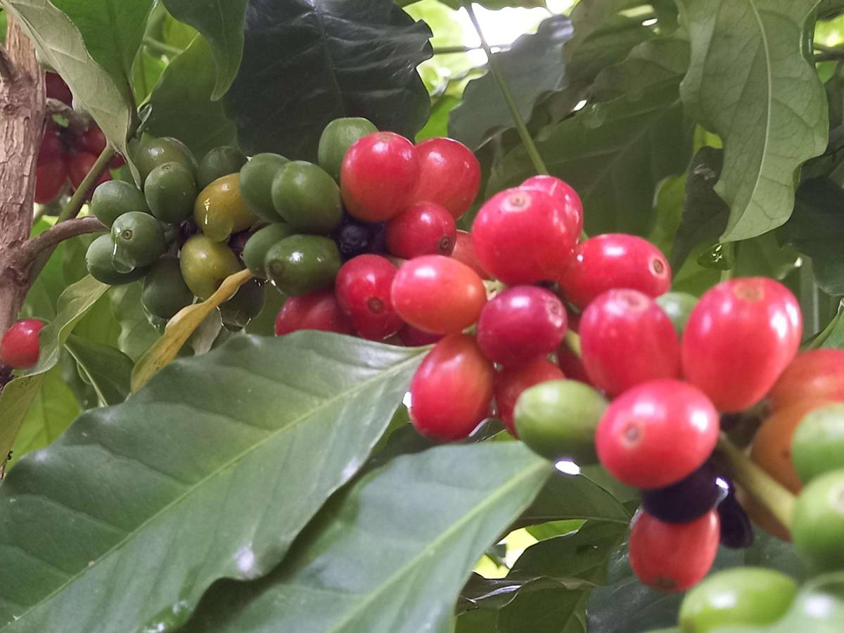 Prevén cierre de fincas de café por precio de abonos en Honduras