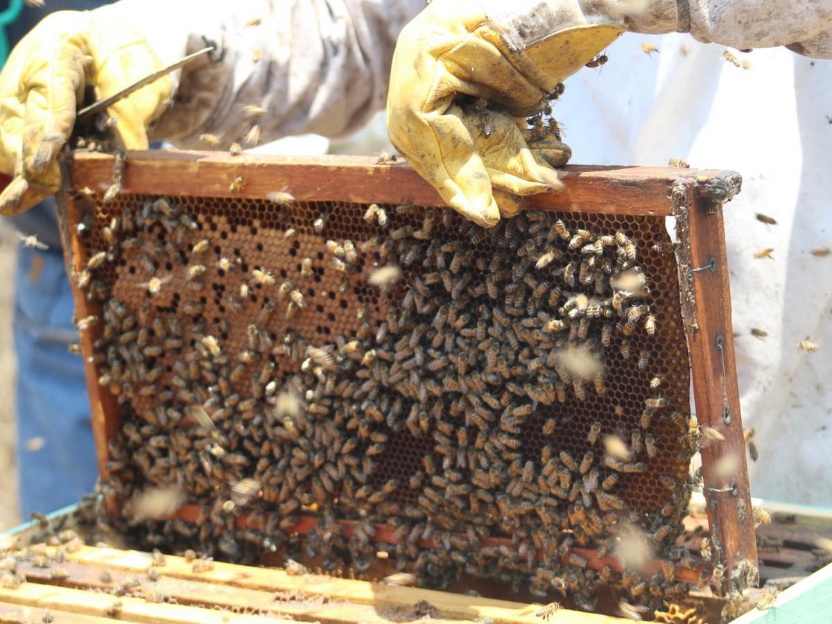 Abejas son fuente de esperanza y trabajo para comunidades en La Paz