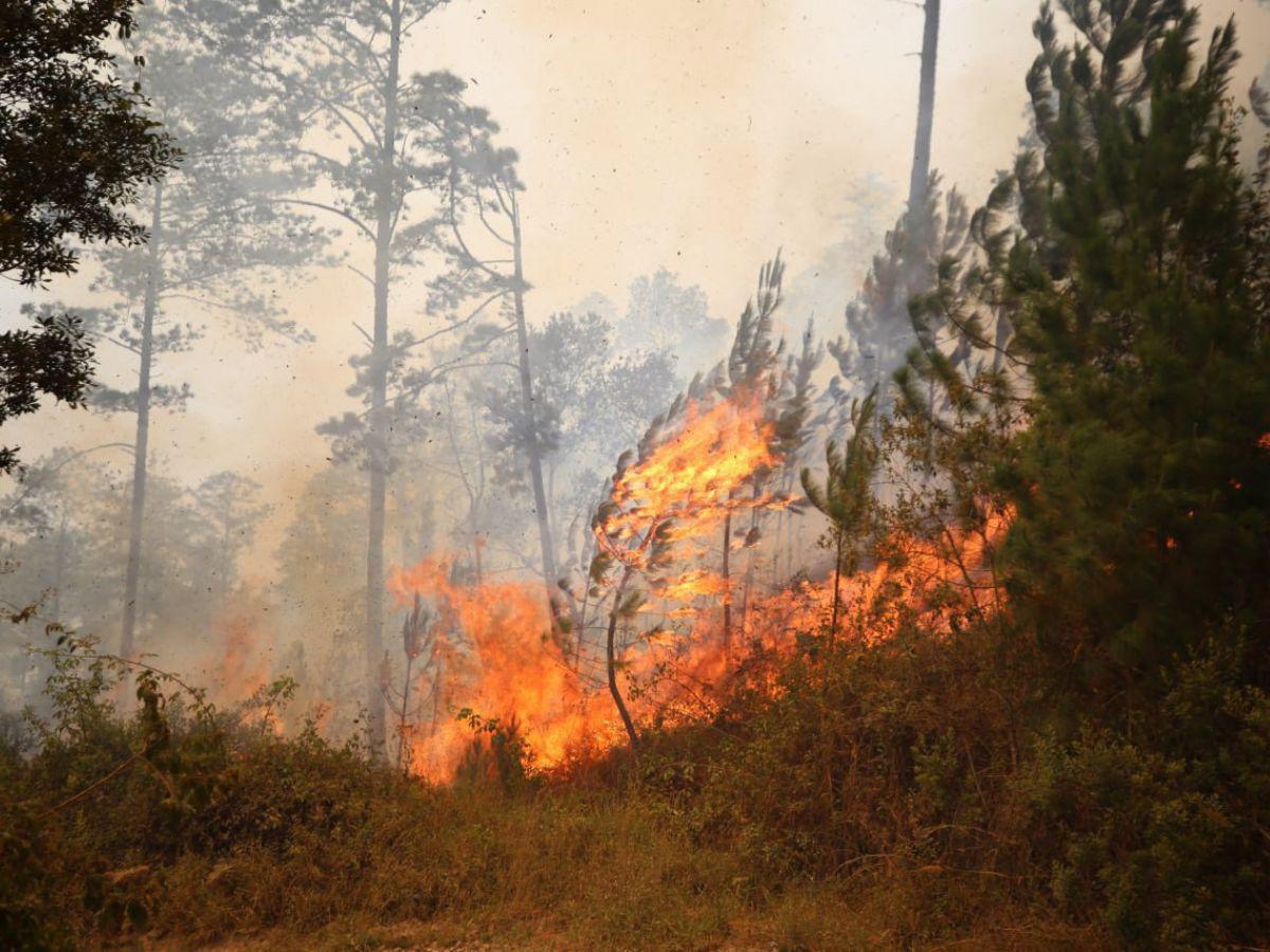 Casi 230,000 hectáreas de bosque se han visto afectadas este año, de acuerdo a los datos del Instituto de Conservación Forestal.