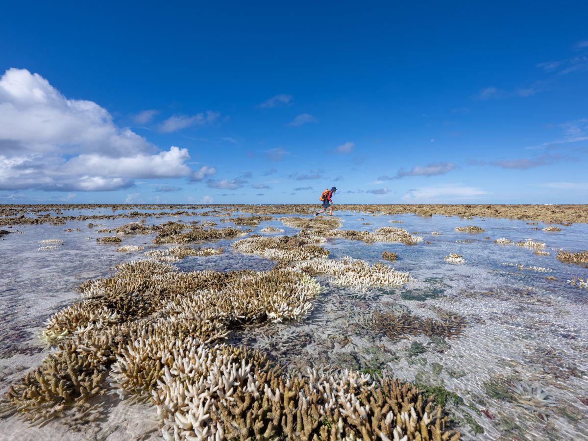 $!Arrecifes de coral, con marea baja, son los cimientos de atolones que componen a las Maldivas.