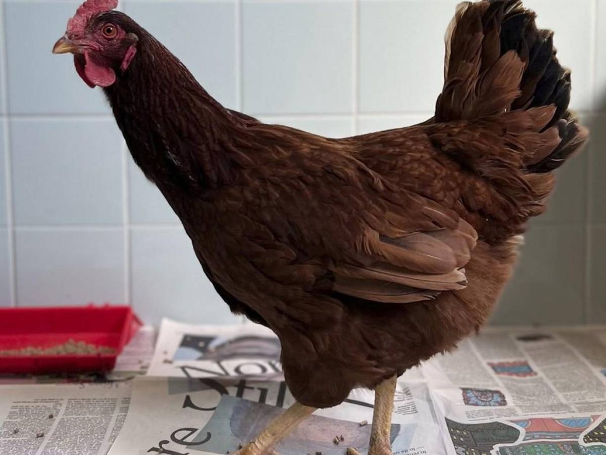 Una gallina intentó ingresar al Pentágono