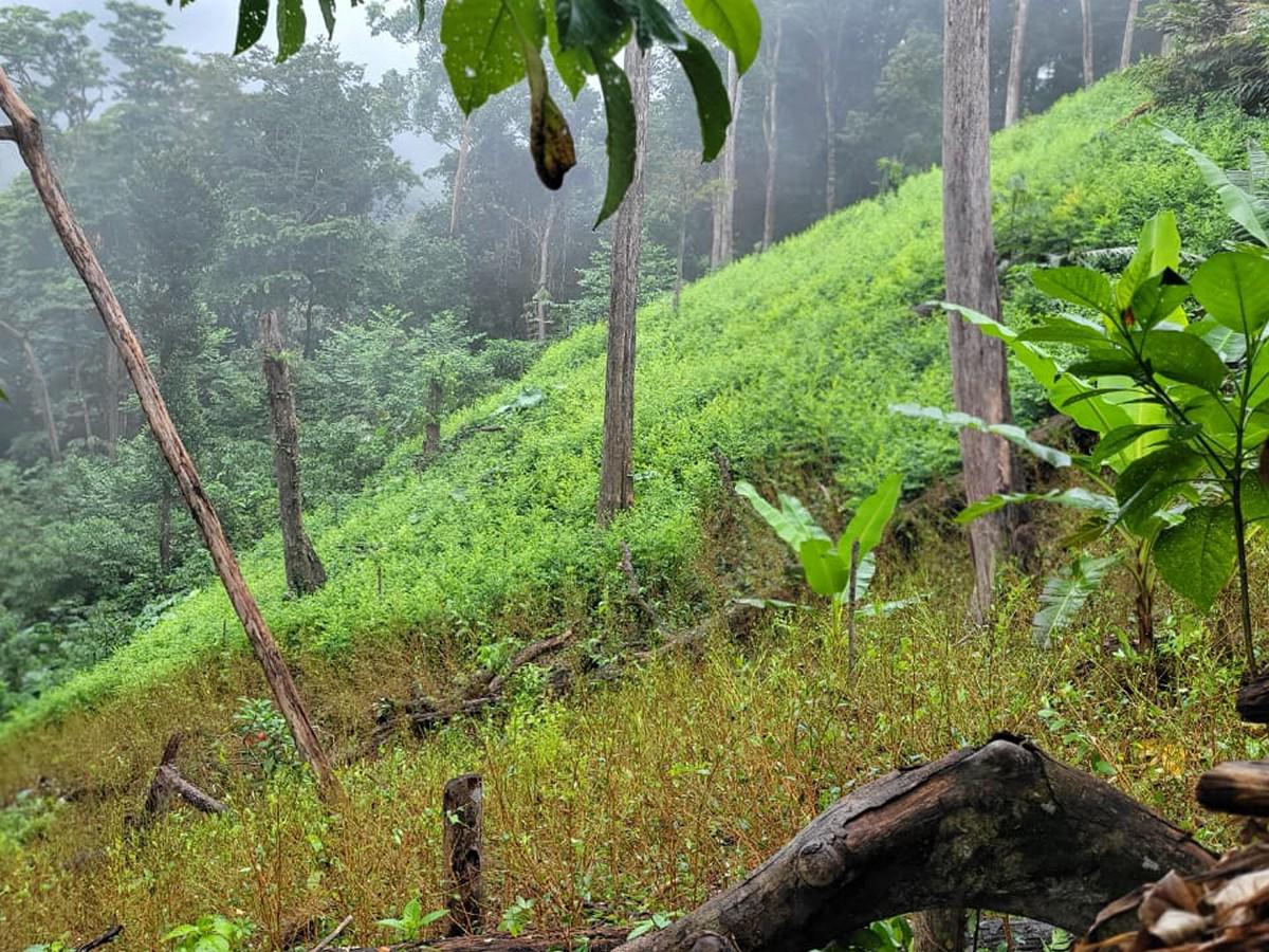 Desmantelan plantación de coca y narcolaboratorio en pleno Parque Nacional Pico Bonito