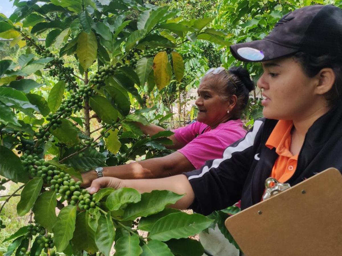 <i>La Política de Género para el Subsector Café de Honduras, aprobada en mayo de 2021, busca integrar de manera justa a mujeres y jóvenes en la cadena productiva del café.</i>