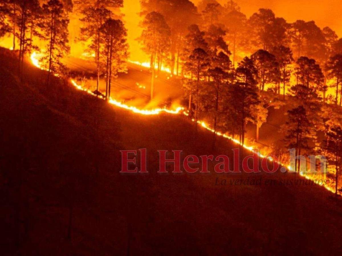 Hectáreas afectadas por incendios forestales aumentaron en un 176%