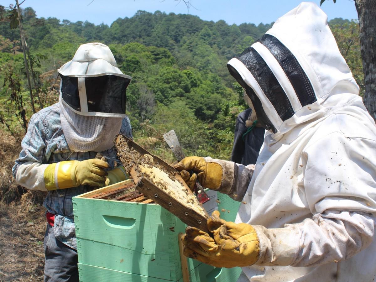 Abejas son fuente de esperanza y trabajo para comunidades en La Paz