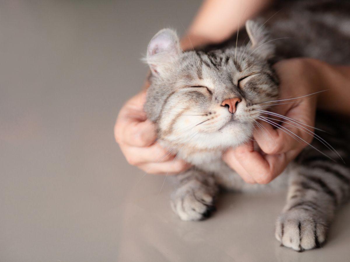 La mayoría de los gatos no reacciona cuando ve su imagen reflejada en un espejo. Esto se debe a que al espejo le falta el olor, un elemento esencial para que el gato reaccione frente a él como lo haría ante otro ser vivo.