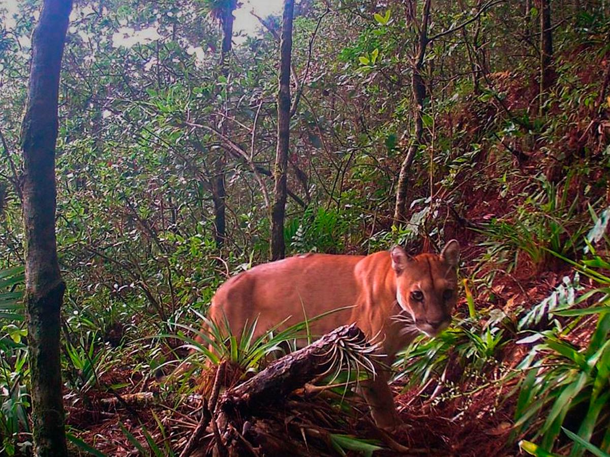 Captan por primera vez a un puma en la montaña La Botija de Choluteca