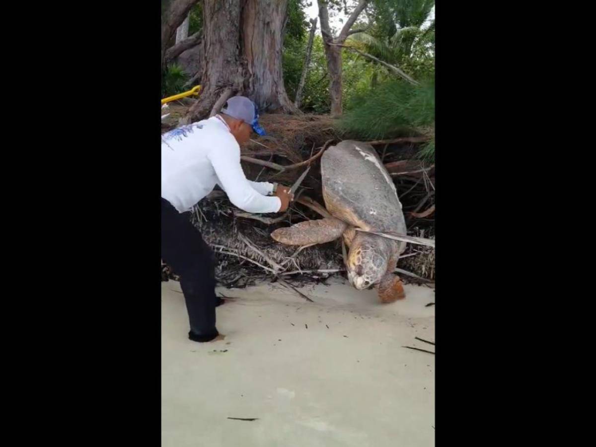 VIDEO: Hondureño rescata una tortuga marina en Útila