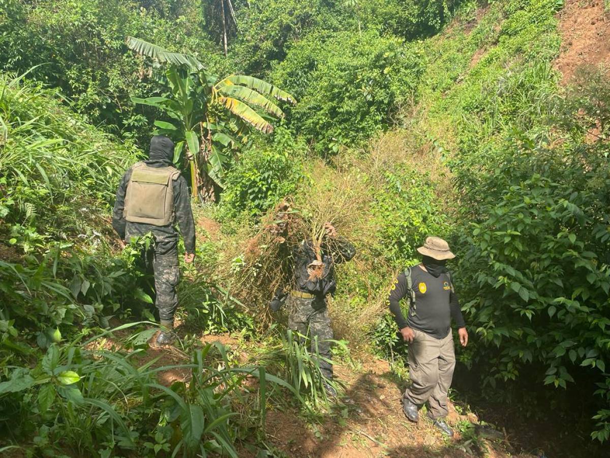 Destruyen plantación de coca y narcolaboratorio en Tocoa, Colón