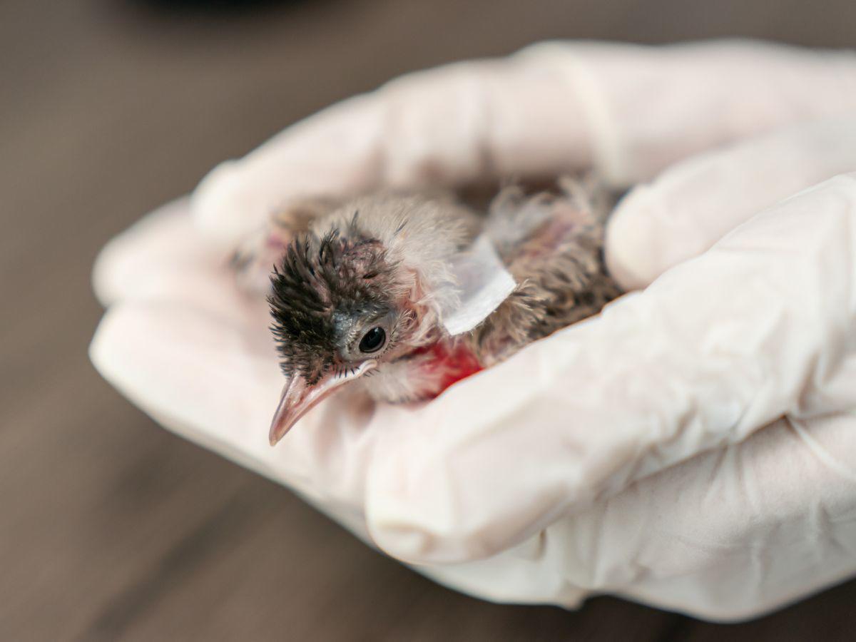 Cuidados de aves heridas: ¿Cómo actuar ante la emergencia?