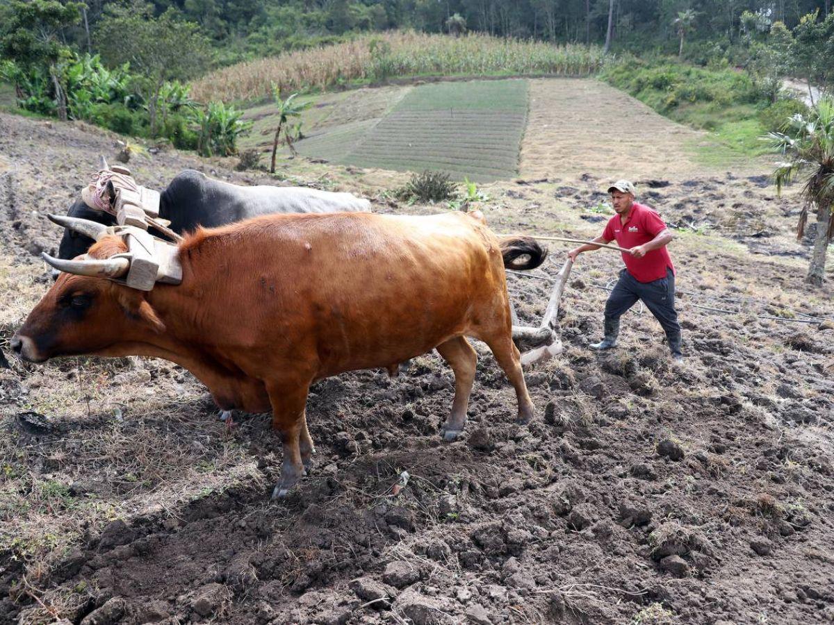 Los expertos coinciden en que la lluvia ácida no afectará cultivos