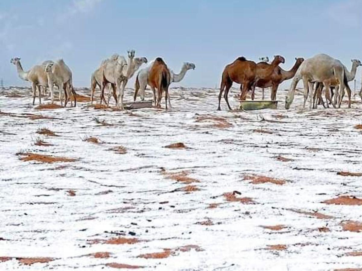 Desierto de Al Jawf en Arabia Saudita se cubre de nieve por primera vez en la historia