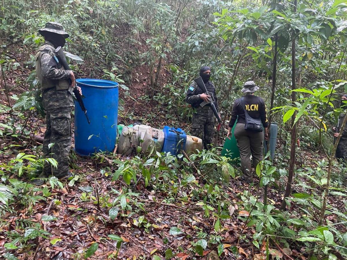 Destruyen plantación de coca y narcolaboratorio en Tocoa, Colón