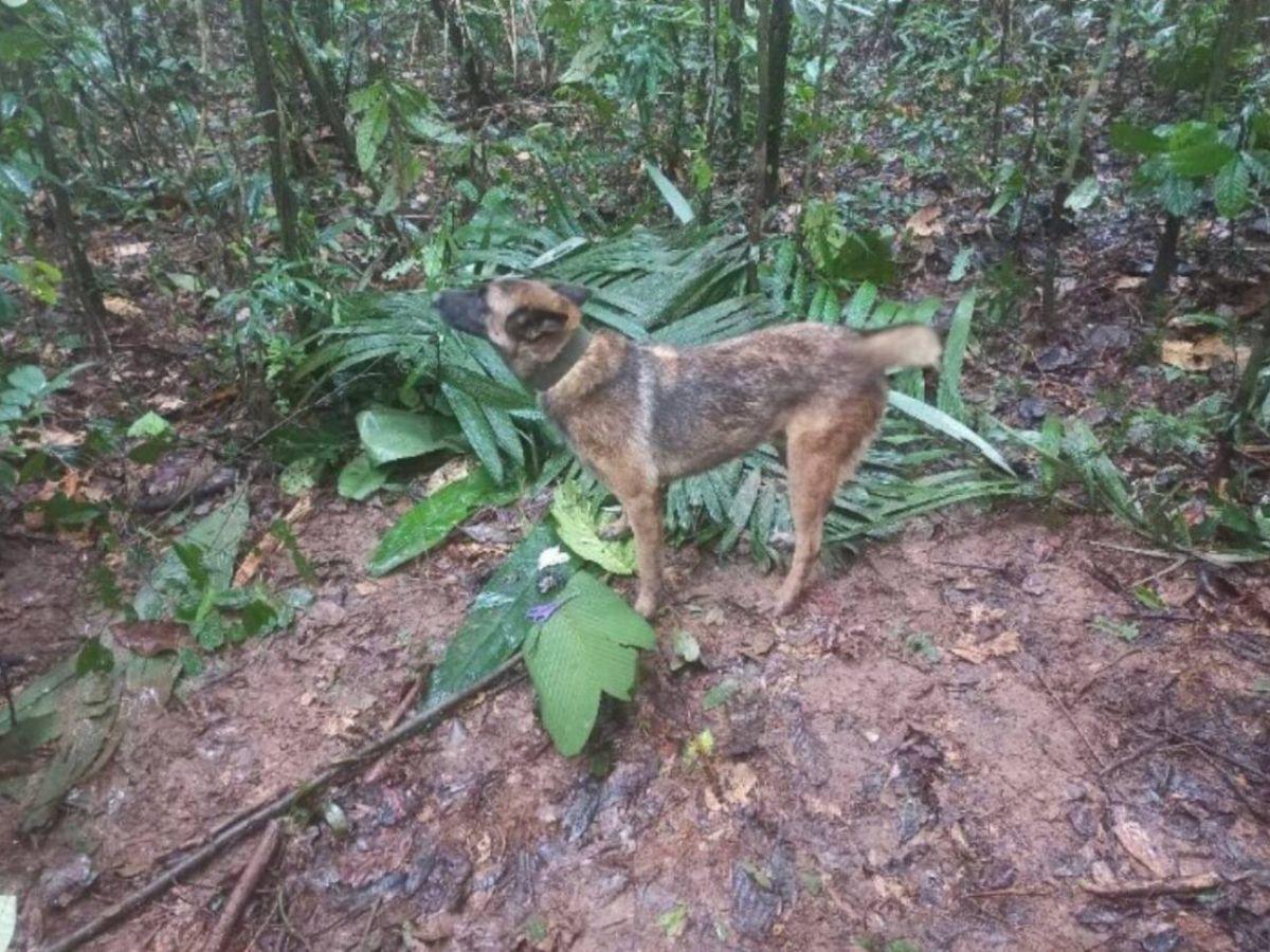 Ejército busca a Wilson, perro clave en rescate de los niños en la selva de Colombia