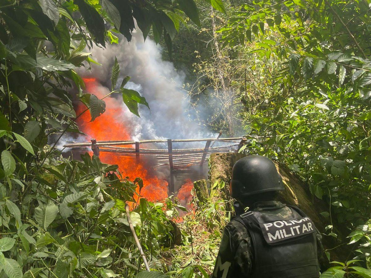 33 manzanas de tierra con 297 mil arbustos de hoja de coca fueron erradicados.