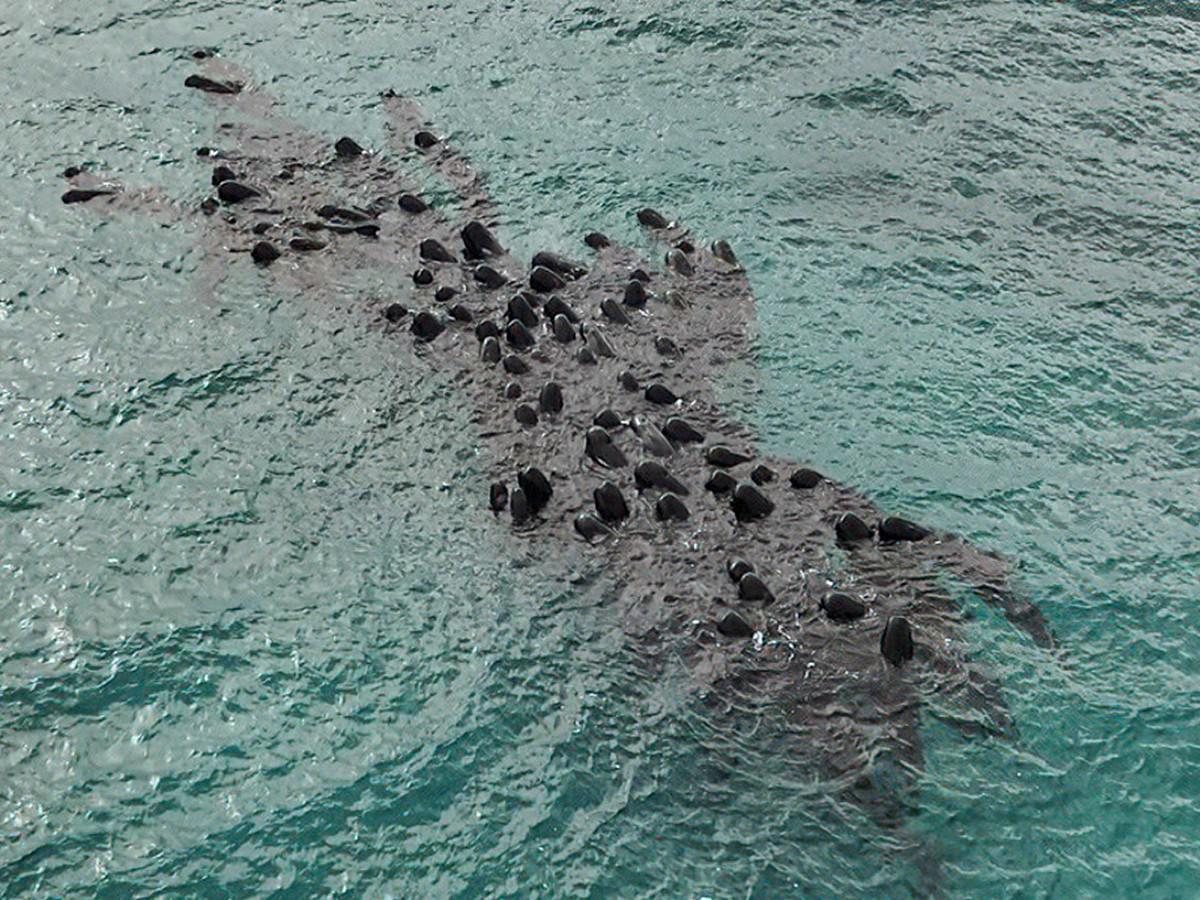 El Departamento de Biodiversidad, Conservación y Atracciones de Australia Occidental muestra a 60-70 ballenas piloto reunidas antes de que decenas varadas en Cheynes Beach, cerca de Albany, en Australia Occidental.