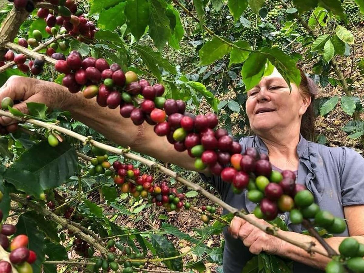 Impulsando la participación femenina en el Subsector Café de Honduras