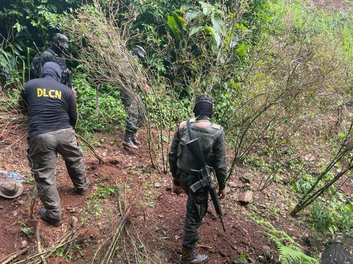 Destruyen plantación de coca y narcolaboratorio en Tocoa, Colón