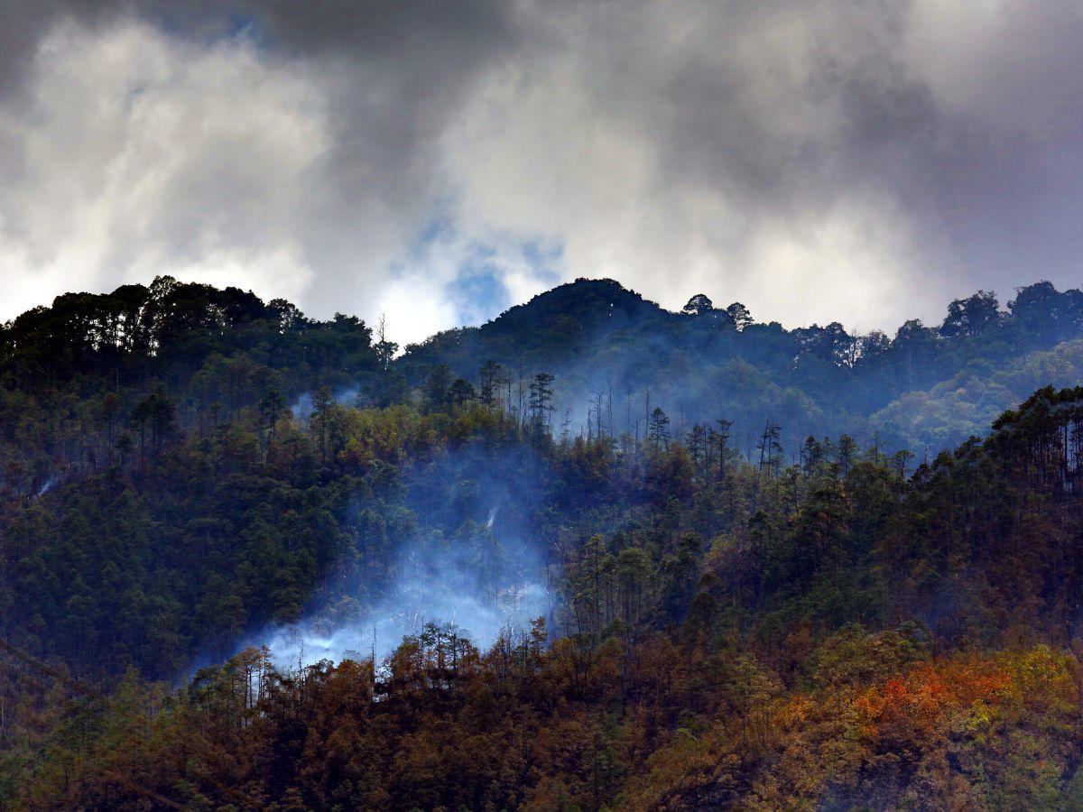 Destinarán L 350 millones para reforestar zonas siniestradas en Honduras