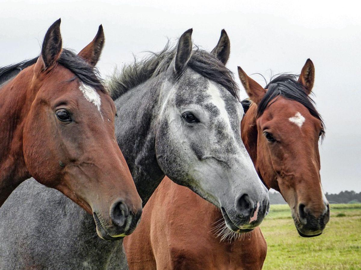 Mueren decenas de caballos en incendio de un establo en Francia