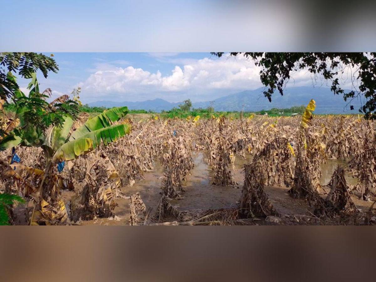 Cuantiosas pérdidas deja inundaciones de cultivos tras lluvias en Honduras