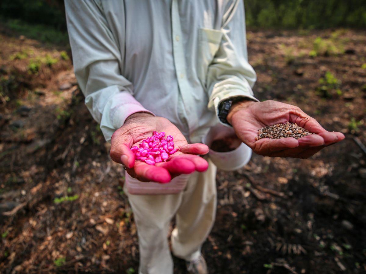 $!Los agricultores temen perder la semilla y el abono, debido a que en mayo solo cayeron una o dos tormentas en algunas zonas.