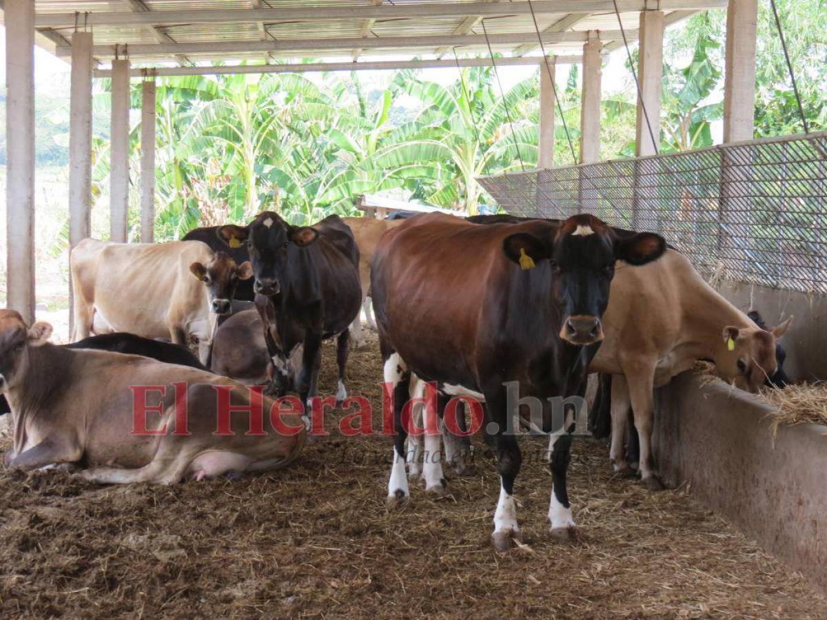 Productores de leche amenazan con desplazar a sus vacas a la capital en protesta por falta de acuerdos