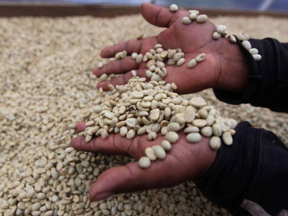 Más de un millón de sacos de café faltan por exportar de meta 2023-2024