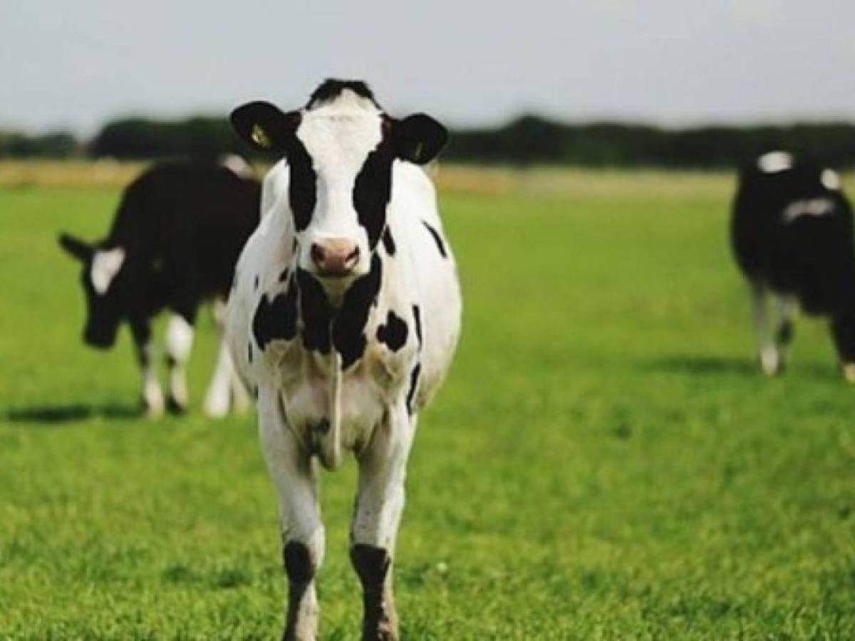 Niño muere tras ser arrastrado por una vaca en Catacamas, Olancho