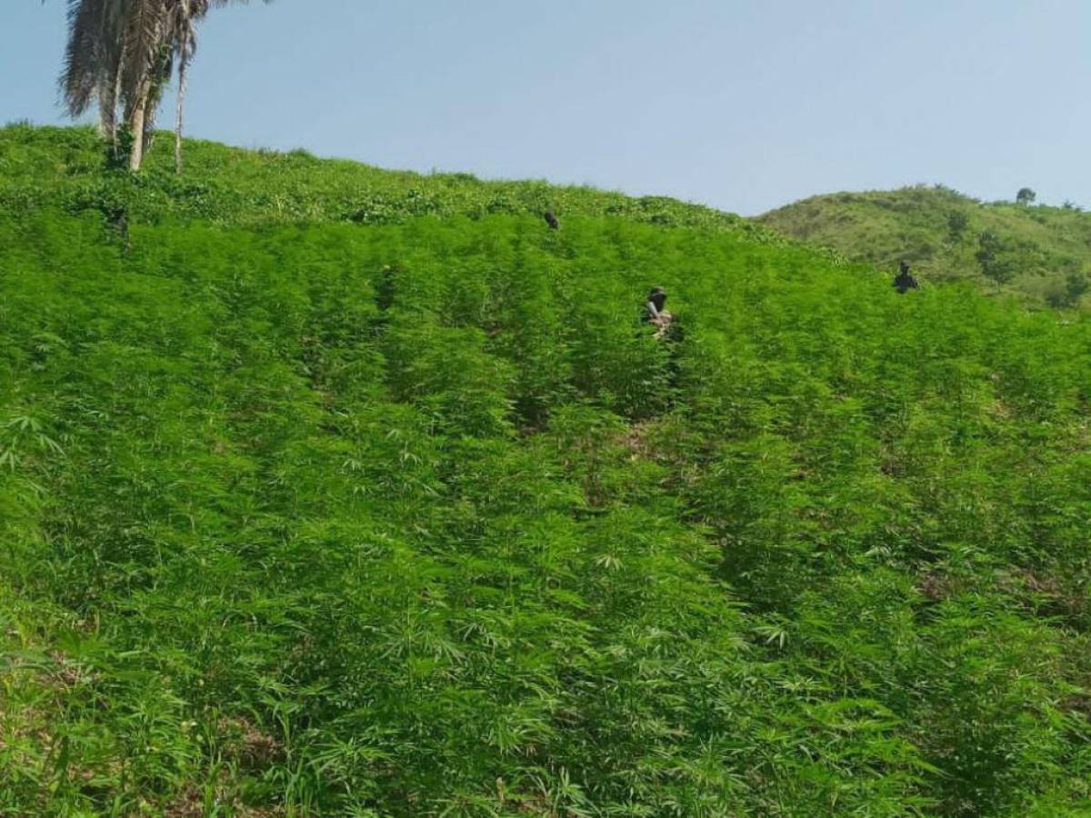 Aseguran plantación con más de 16 mil plantas de marihuana en Colón