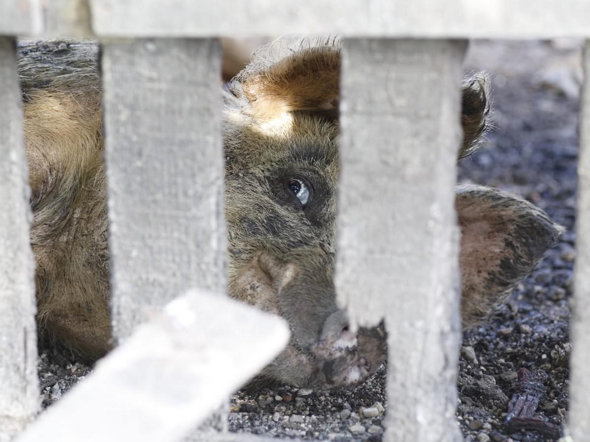 Los animales captados en uno de los chiqueros lucían poco saludables.