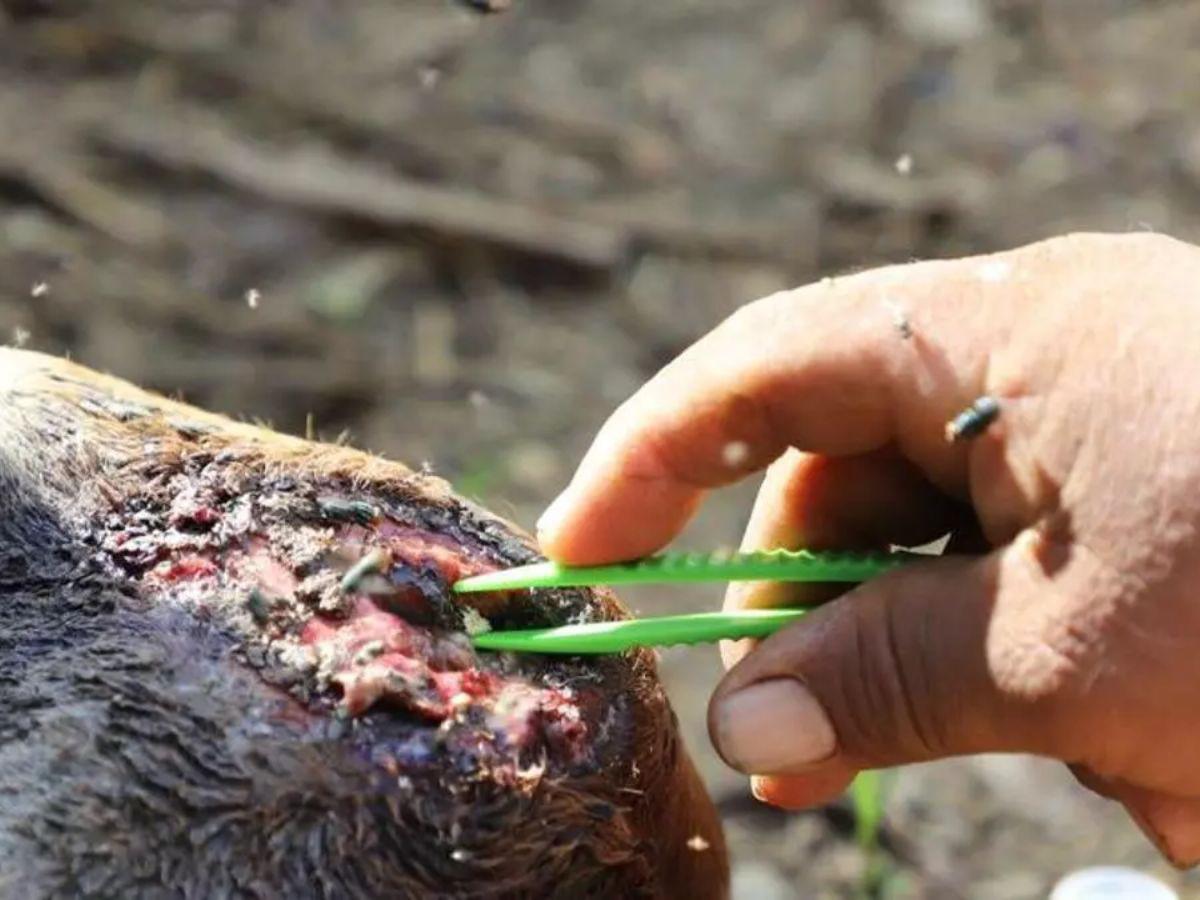 Salud y SAG en alerta ante la llegada de la plaga del gusano barrenador