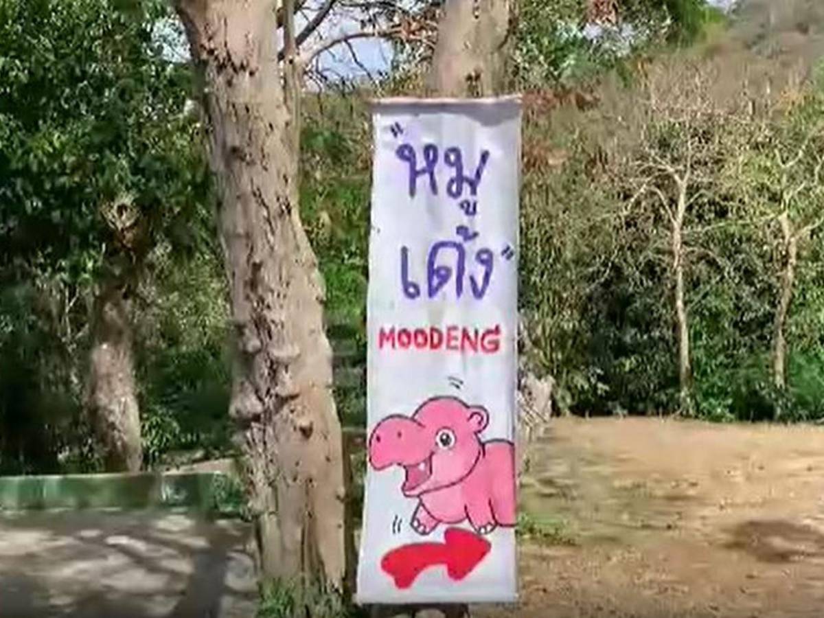 Así es Moo Deng, la hipopótama de Tailandia que se volvió viral