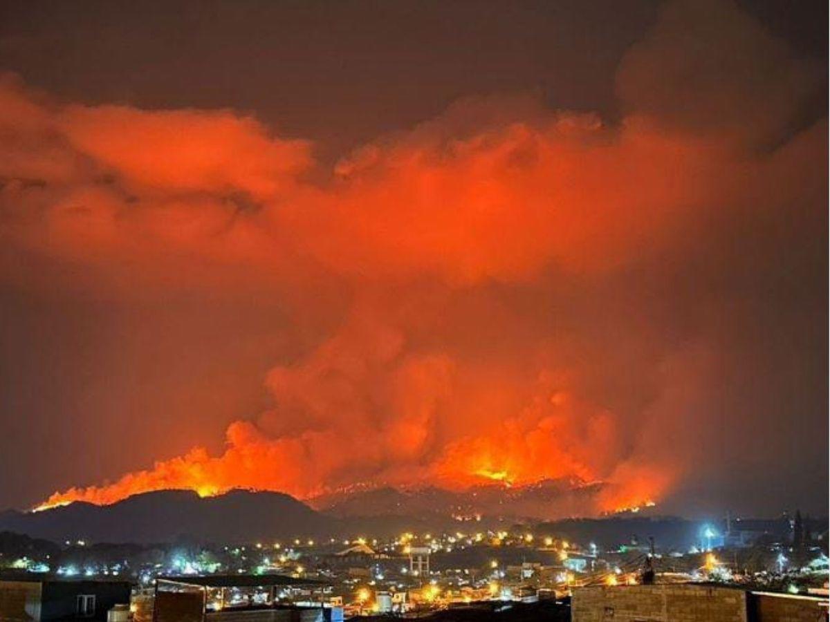 ¿Cuántas hectáreas de bosque fueron dañadas por los incendios forestales?