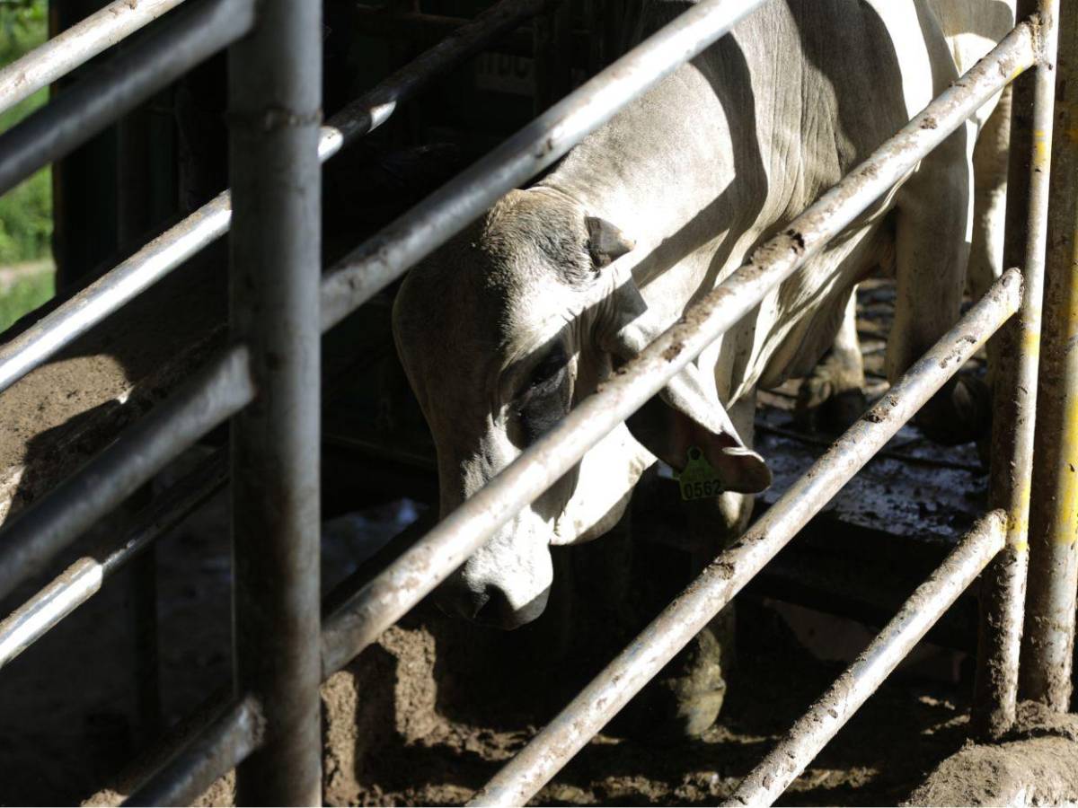 Gusano barrenador: una mosca pone en jaque al ganado de Honduras