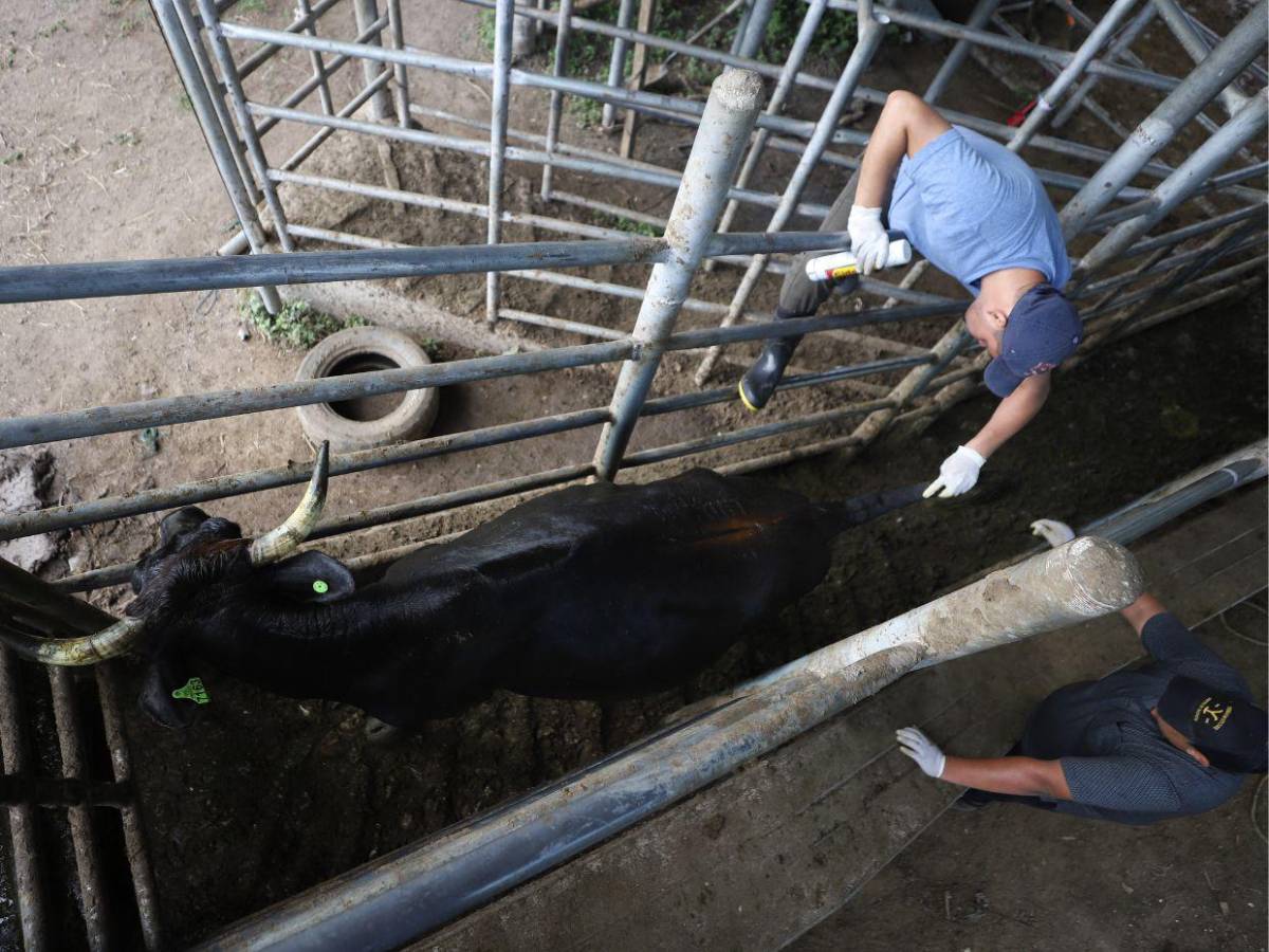 Gusano barrenador: una mosca pone en jaque al ganado de Honduras