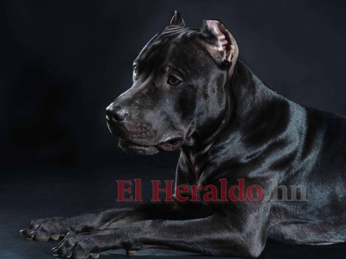 La crianza de los pitbulls es la que define su actuar