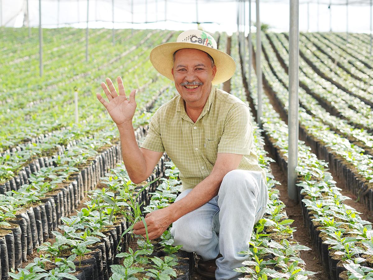 Honduras refuerza su industria cafetalera con nuevas variedades resistentes y sostenibles