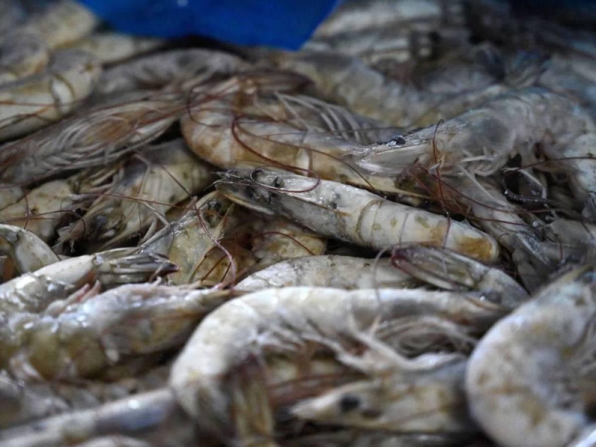 México habilita la exportación de camarón crudo desde Honduras