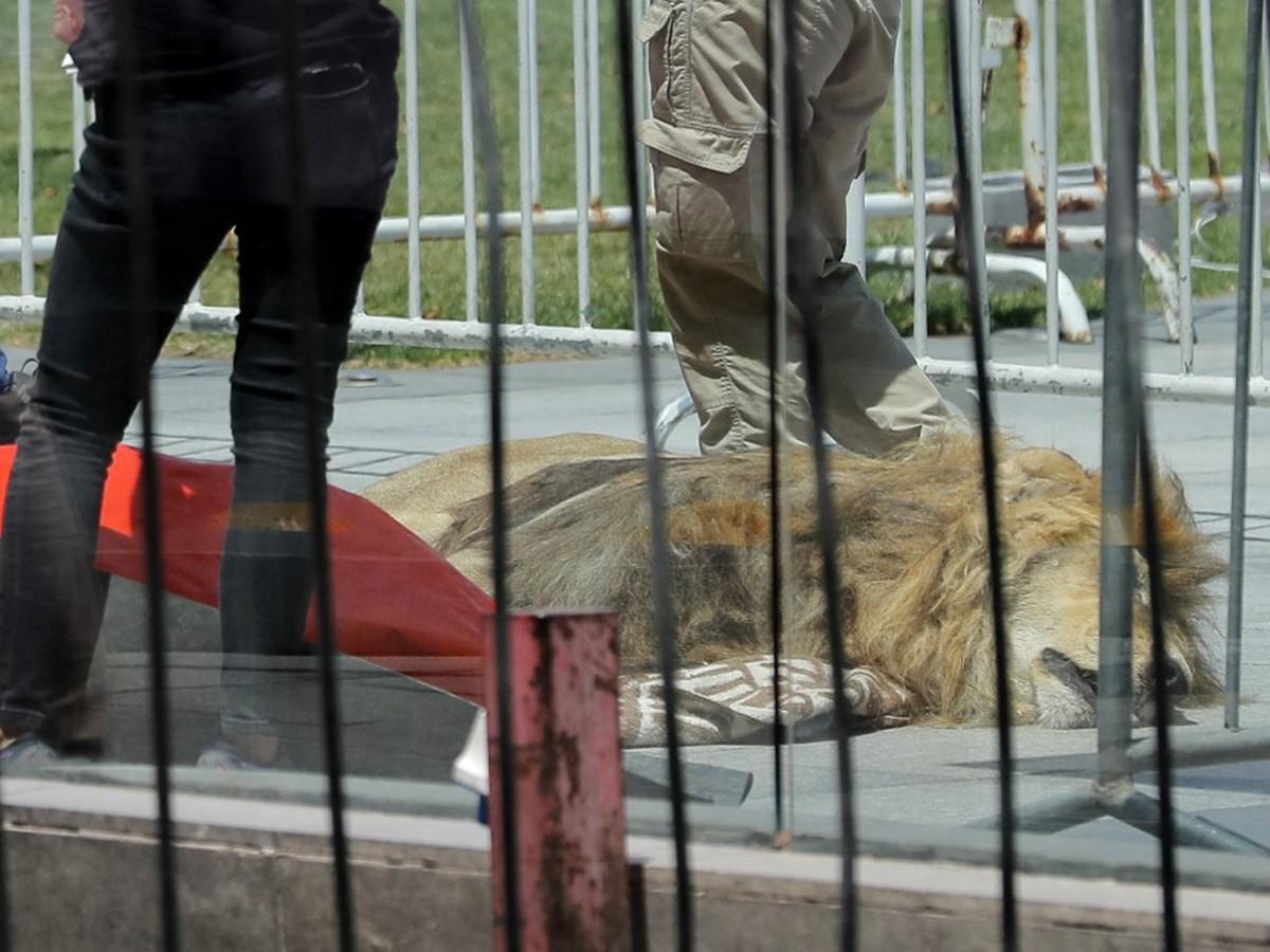 Chile: Dejan león muerto frente al palacio presidencial