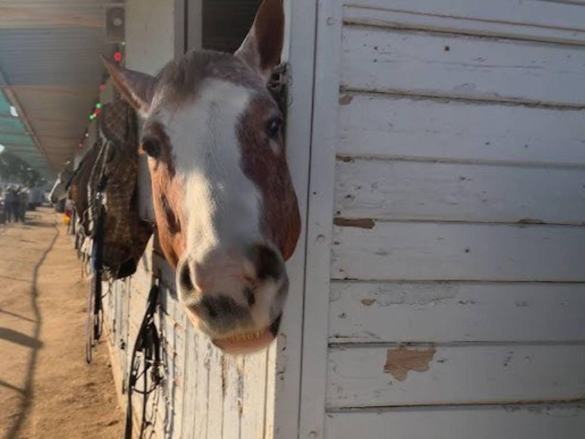 Desde caballos hasta perros: saturados refugios de animales tras incendio en Los Ángeles