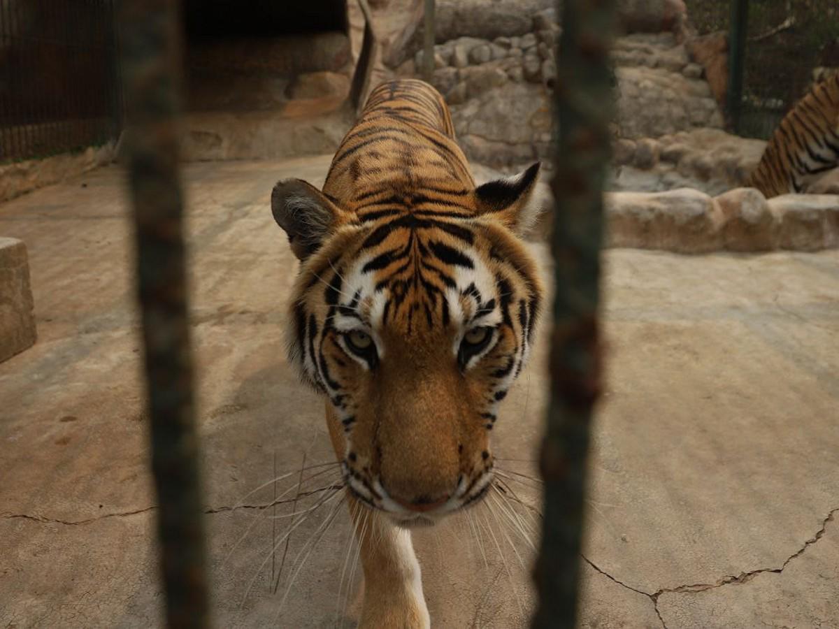 Ministro del ICF sobre sacrificar animales de Joya Grande: “Es la última opción, pedimos descartarlo”