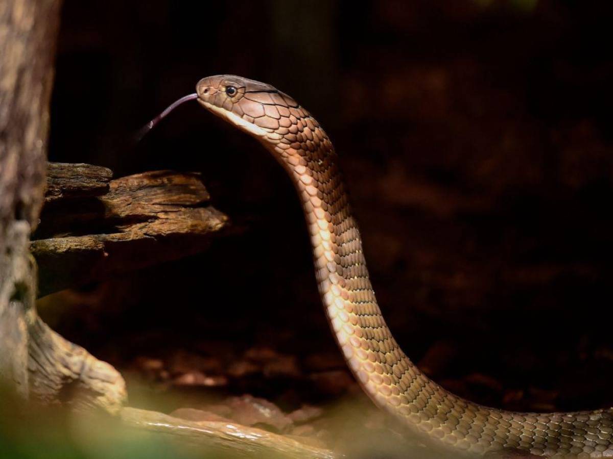 Recuperan a la cobra “Houdini” tras varios días de búsqueda