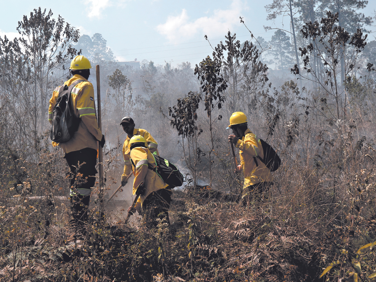 Vaticinan un año crítico en incendios forestales y plagas